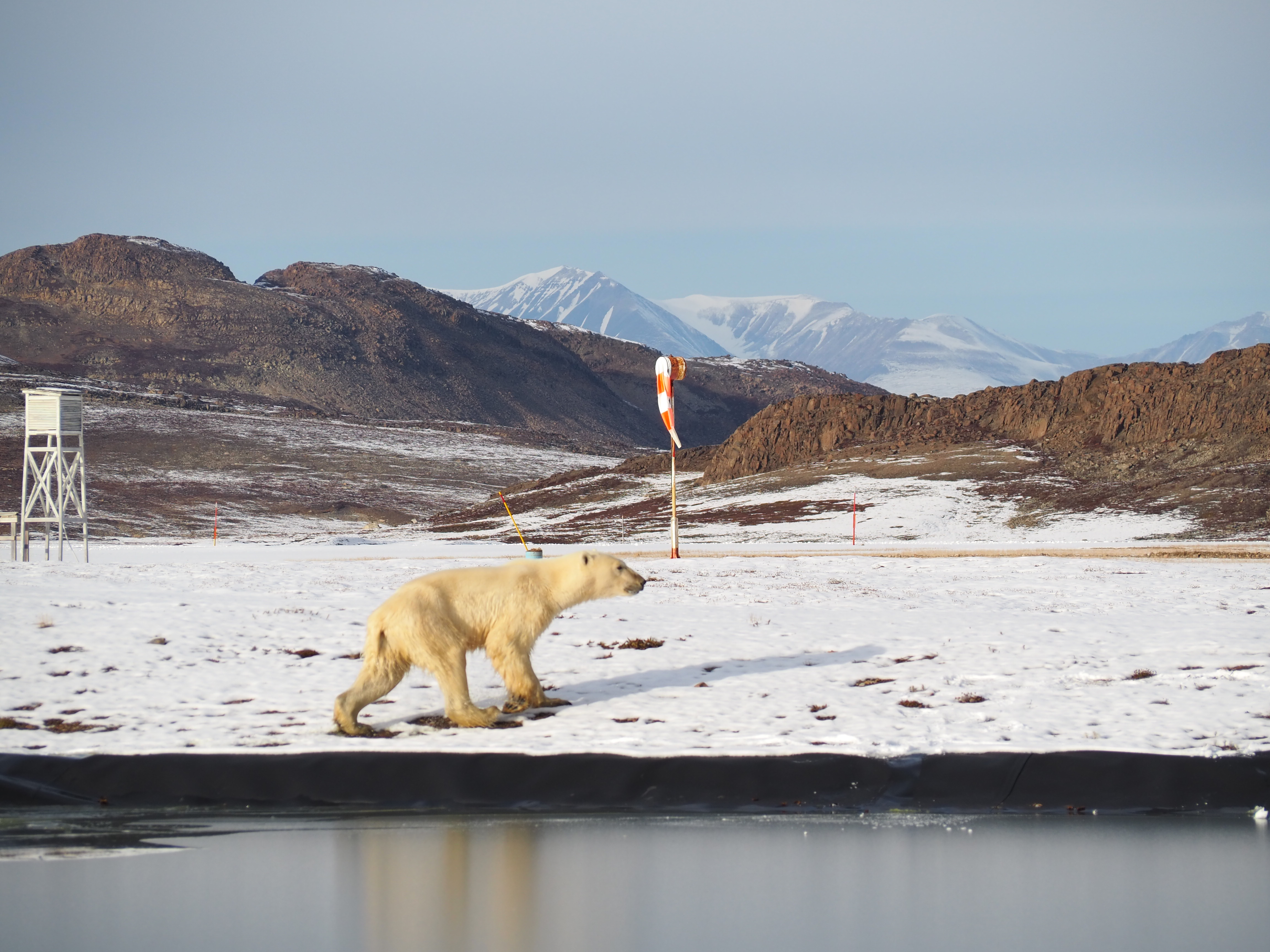 Isbjørn på Station Mestersvig